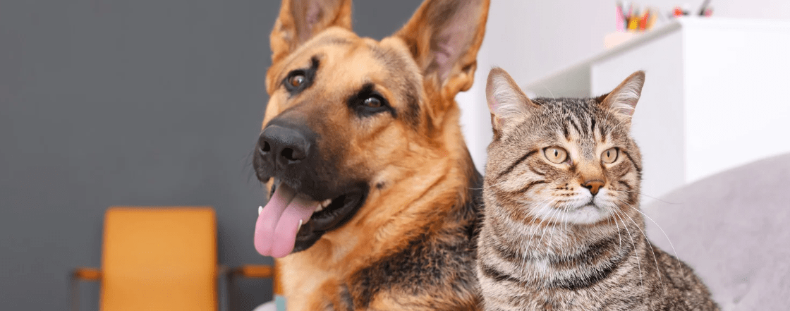 German Shepard Dog and Cat sitting besides each other