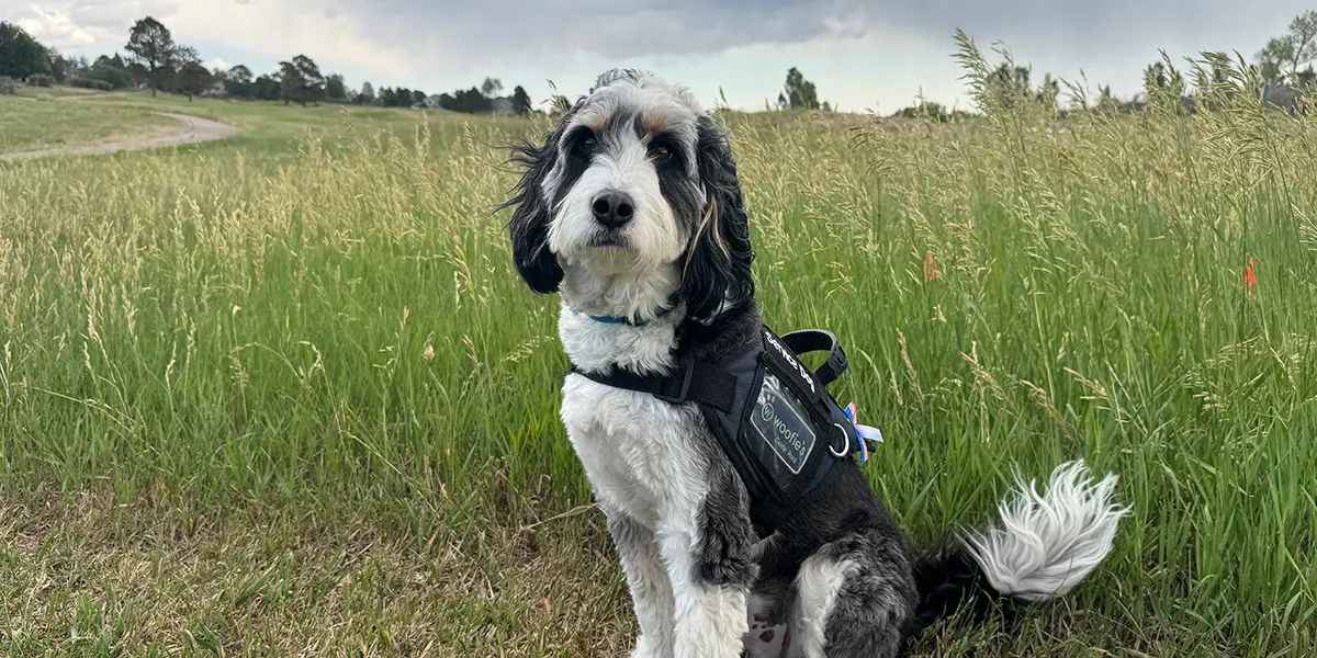 dcsheriffnet homepageslider jul2026 10