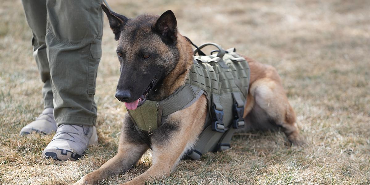 dcsheriffnet mainslider k9 06