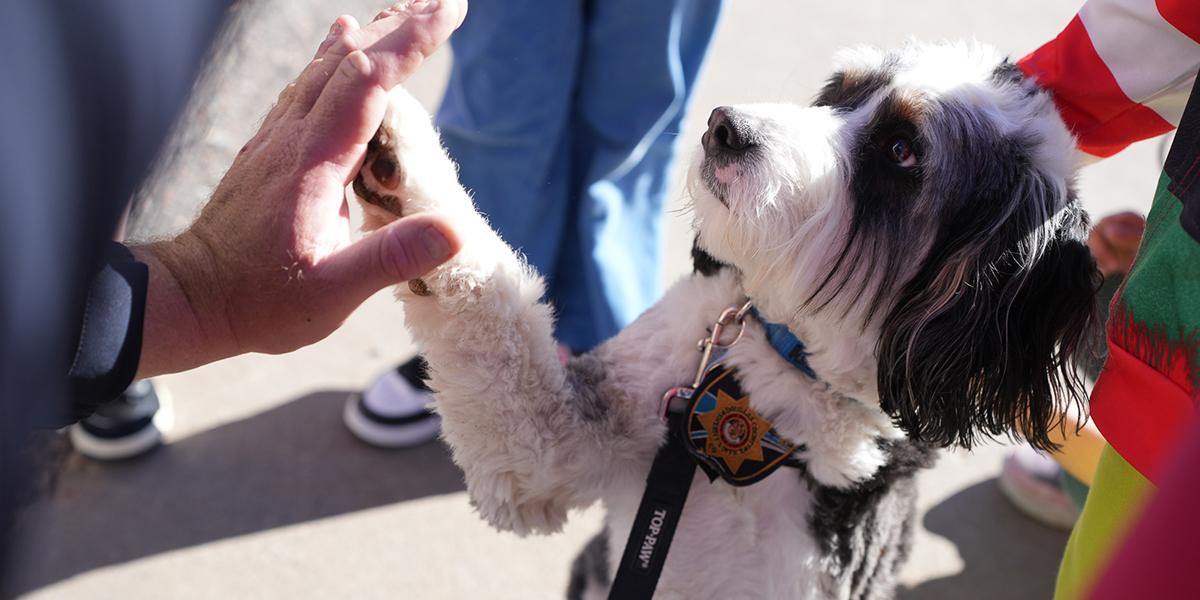 dcsheriffnet mainslider leopawhighfive 04